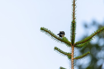 A tit is sitting on a fir tree with a  blurred background