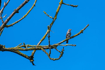 a small bird sits in a tree  with blue background