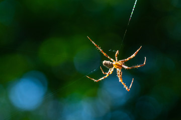 A spider weaves her net in the middle of the air  with blurred background