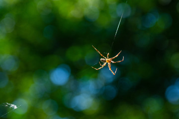 A spider weaves her net in the middle of the air  with blurred background