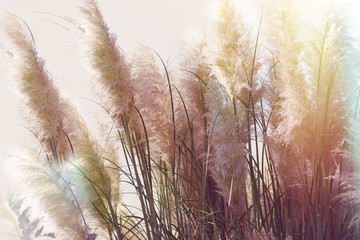 Fototapety  Dry seds of reed - cane, dry reed, dry cane in meadow - beautiful nature in autumn