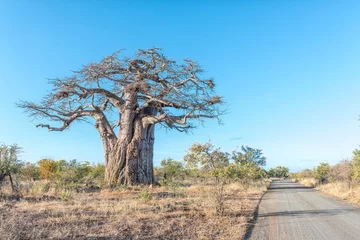 Fotobehang Landscape with a gravel road and a baobab tree © dpreezg