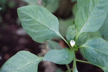 Eggplant plant