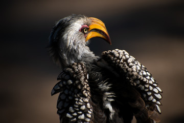 bird