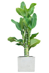 Crystal Anthurium or Dieffenbachia in pot isolated on white background with clipping path.