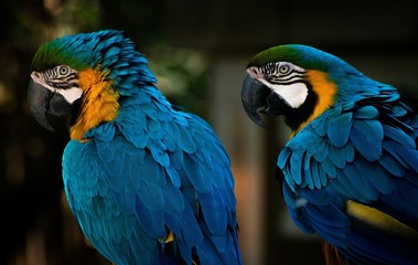 parrots