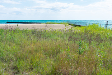 Native Plants on a Beach along the Shore of Lake Michigan in Evanston Illinois during Summer