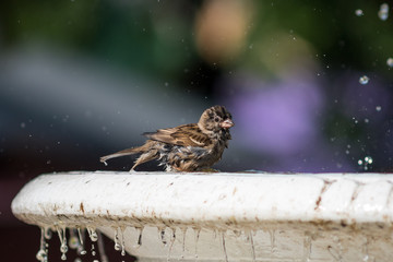 Bird on the fountain