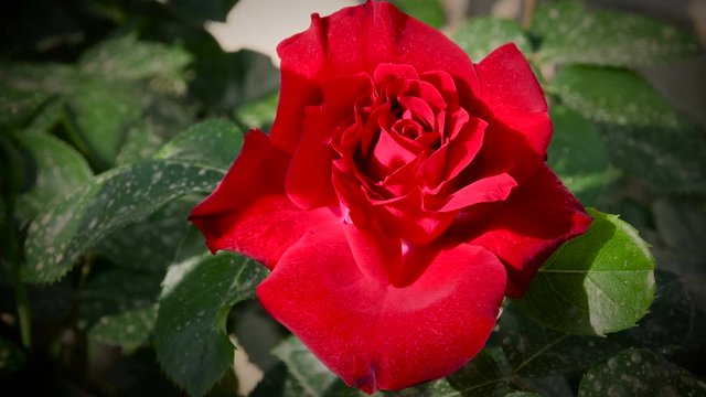 close up of beautiful red rose. 4K UHD Video.