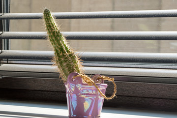 Fluffy mini cactus in a pink decorative vase standing in the sunlight from the window behind the...