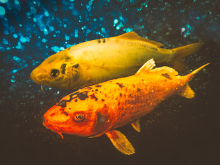 Underwater image of two Koi carp fish in a pond.