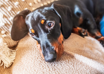 Adorable miniature dachshund puppy with floppy ears resting on a cushion on a sofa. He is black and tan with short hair