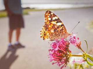 Painted lady butterfly on a pink flower with the sunshine behind, on the Royal Esplanade in Ramsgate, Kent. A man can be seen with his shadow on the promenade with the sea behind.