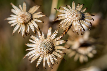 Dry flowers close-up