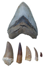 Dinosaur Fossils - Megalodon Tooth, Mosasaurus Tooth, Spinosaurus Tooth, Tyrannosaurus Rex Claw, Plesiosaurus Tooth, Velociraptor Claw © Mark Kostich