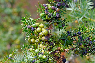 Heide-Wacholder / Gemeiner Wacholder (Juniperus communis) - common juniper