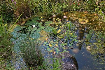 Gartenteich mit blühender Seerose, Seekanne, Krebsscheren und Froschbiss