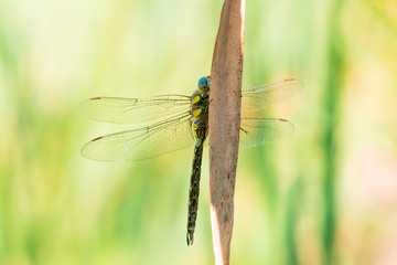 Southern Hawker dragonfly perched on a reed