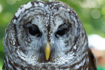 Closeup of Owl