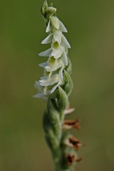 Herbst-Drehwurz (Spiranthes spiralis)