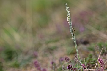 Herbst-Drehwurz (Spiranthes spiralis)