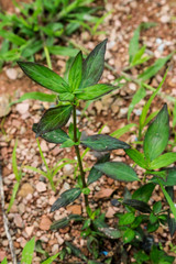 Stems and leaves of Buttonweed, Irongrass (Borreria laevis (Lam.) Griseb.)