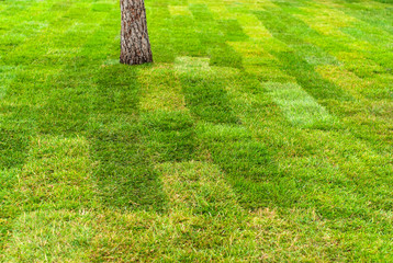Obraz premium background - freshly laid lawn
