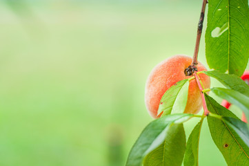 Orange ripe peach grows on a tree. Home production. environmentally friendly product with vitamins.