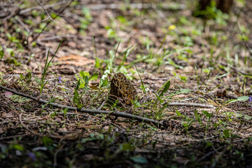 Fresh wild morel mushroom hiding on the forest floor with a twig in front of it