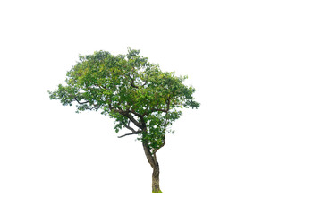 the brown  tree with branch and green leaves on white background isolated