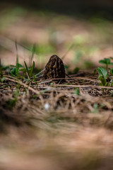 Fresh wild morel mushroom hiding on the forest floor with blurry pine needles in the foreground and forest floor in the background