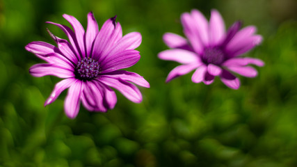 La belleza de la naturaleza