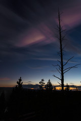 silhouette of a tree at sunset