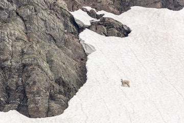 Mountain goat in the snow at the peak of mountain