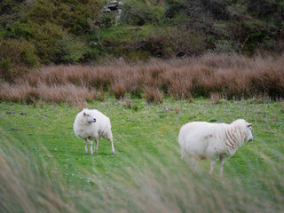 Sheep in a green grass field. 