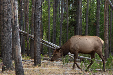 Fototapeta premium Red deer in the forest, Yellowstone National Park, Wyoming, USA 