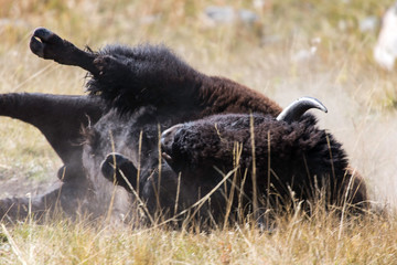 Bison wallowing on earth, Yellowstone National Park, Wyoming, USA	