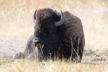 Bison, Yellowstone National Park, Wyoming, USA	