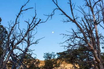 Day moon among dry trees, Tenerife, Spain