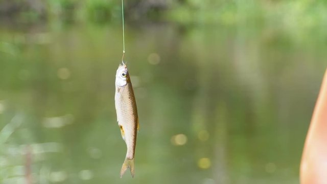 Caught fish dangles on a hook suspended on a fishing line. Fishing. Slow Motion
