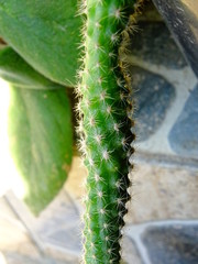 closeup of a cactus