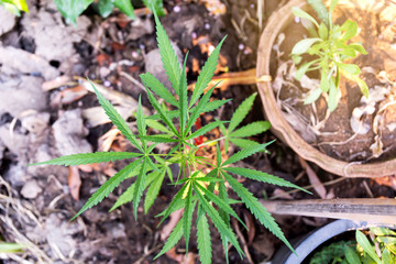 Close up view of a young outdoor flowering legal medical marijuana .