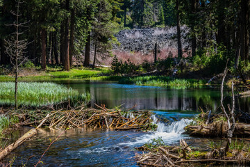 Small beaver dam creates a waterfall at North Fork Little Butte Creek - obrazy, fototapety, plakaty
