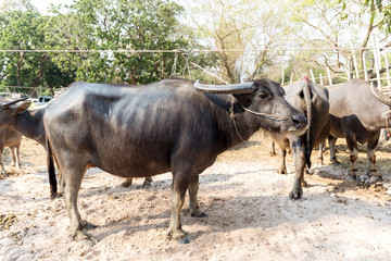 Naklejka na ściany i meble Thai buffalo, water buffalo