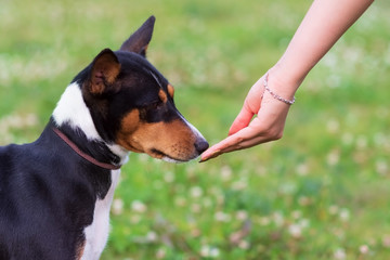 Young dog breeds, the Basenji stands in a Park on green grass and take food from her hand. The...