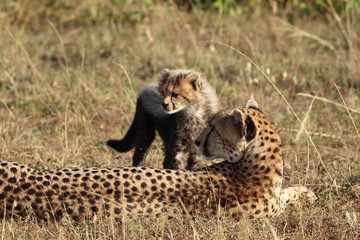 Cheetah mom and cub, Masai Mara National park, Kenya.