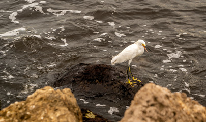 A Snowy Egret walking the shoreline looking for a fish or two.