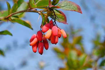 Berberitze / Sauerdorn (Berberis vulgaris) - barberry
