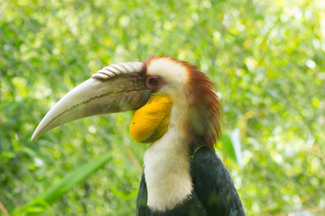 toucan