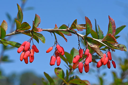 Berberitze / Sauerdorn (Berberis vulgaris) - barberry